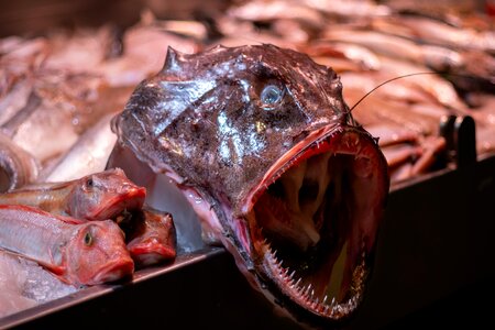 Food ireland fish