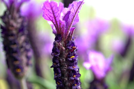 Bloom garden purple photo