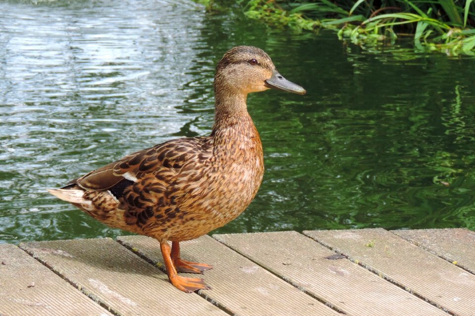 Animal bird pond