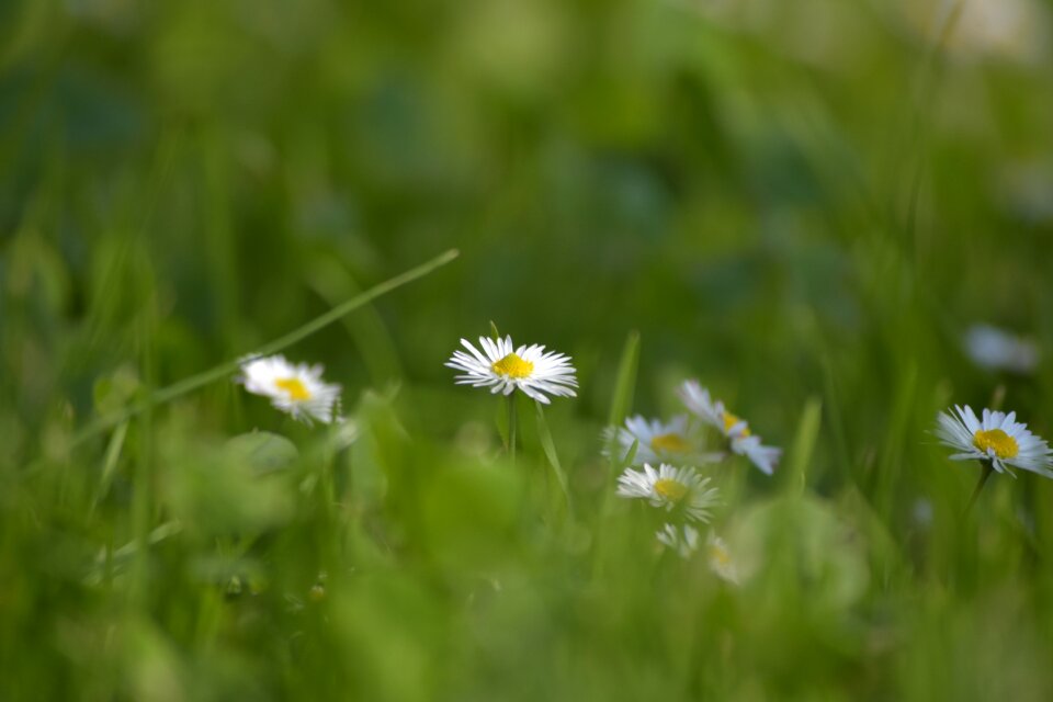 Spring daisy flower nature
