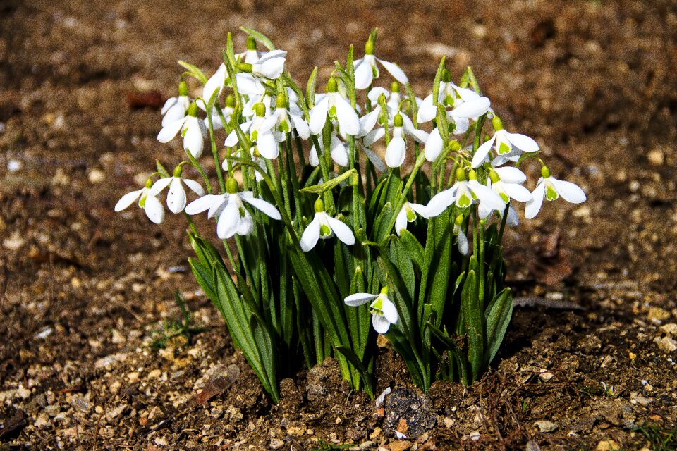 Spring flowers spring living nature