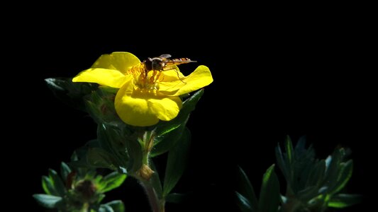 Animal flower plant