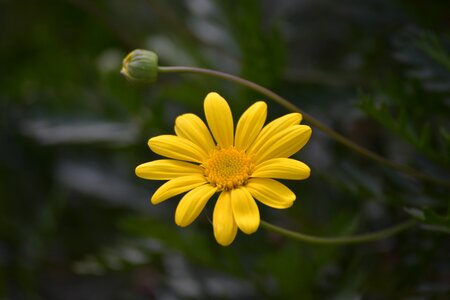 Nature petal daisy photo