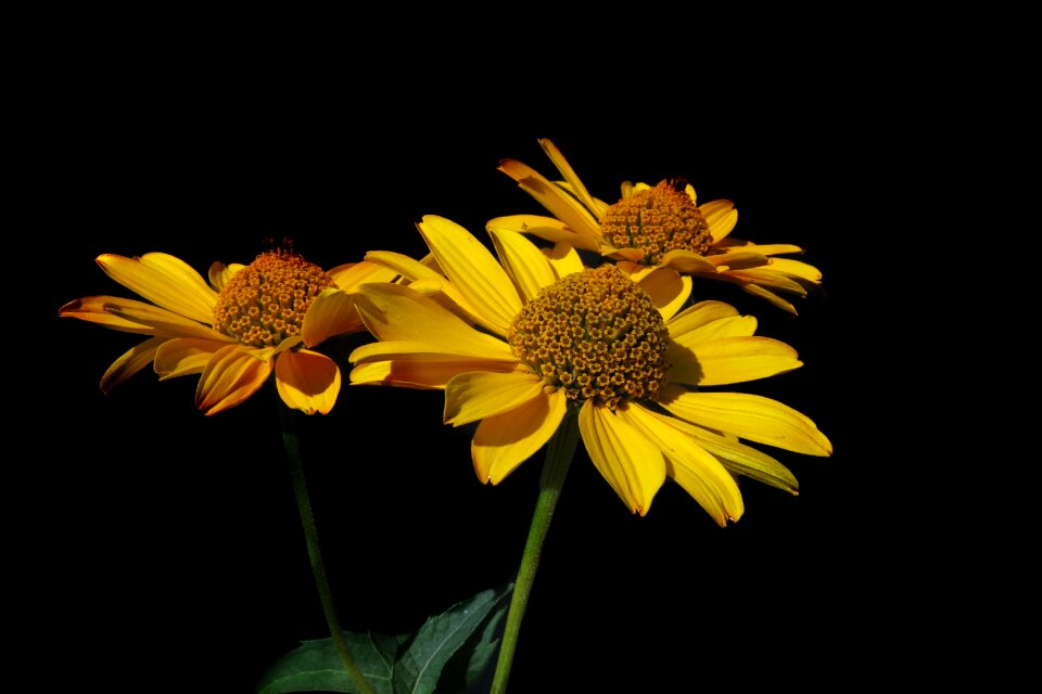 Flower plant nature