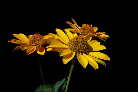 Flower plant nature