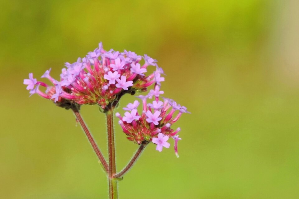 Nature plant summer