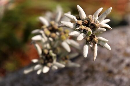 Meadow edelweiss alpine symbol