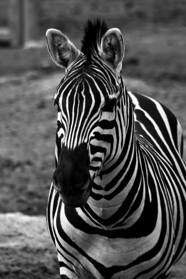 Black white africa