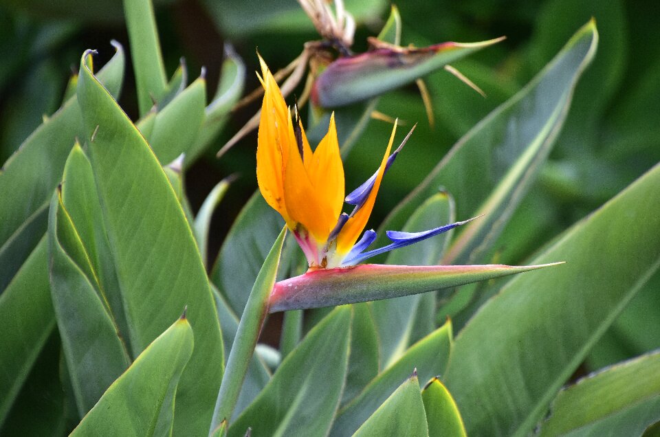 Yellow flowers gardens orange