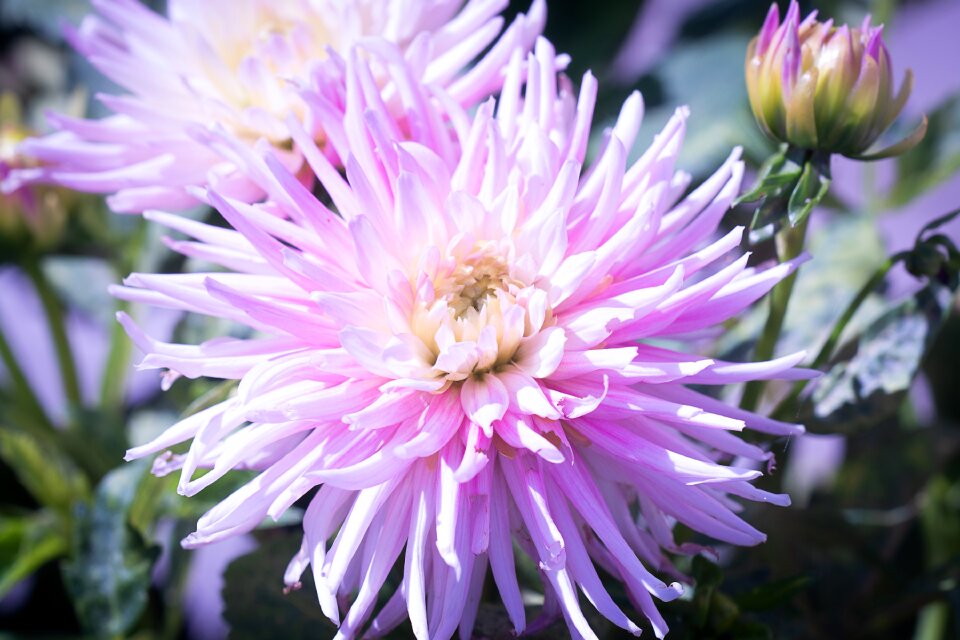 Dalia plant garden