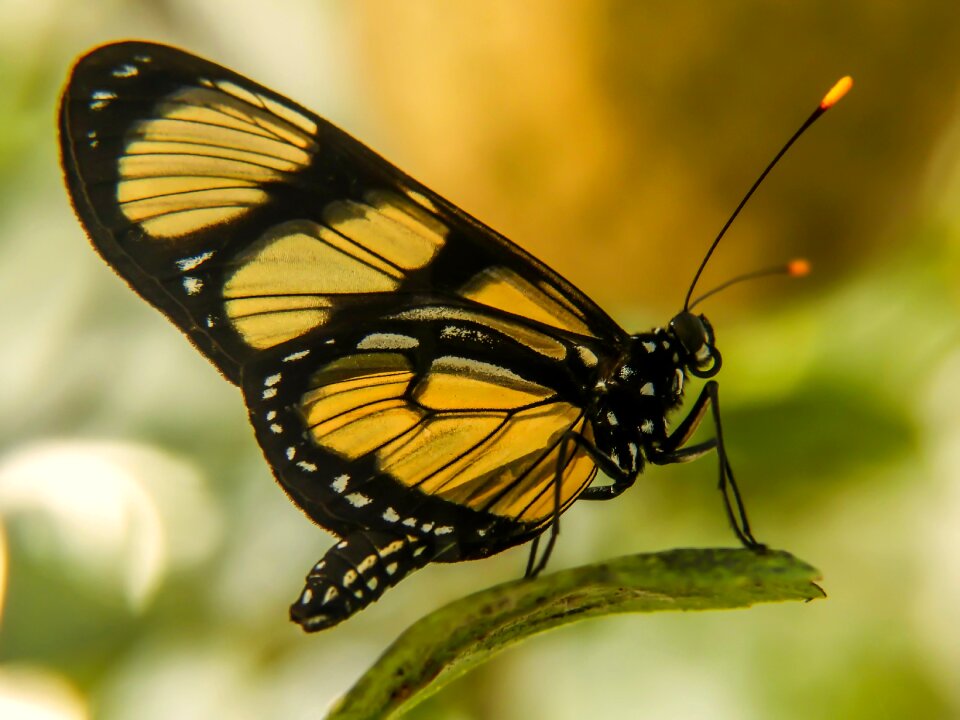 Animal colorful butterfly wildlife