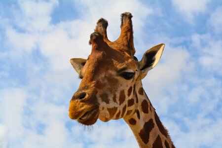 Wildlife africa safari