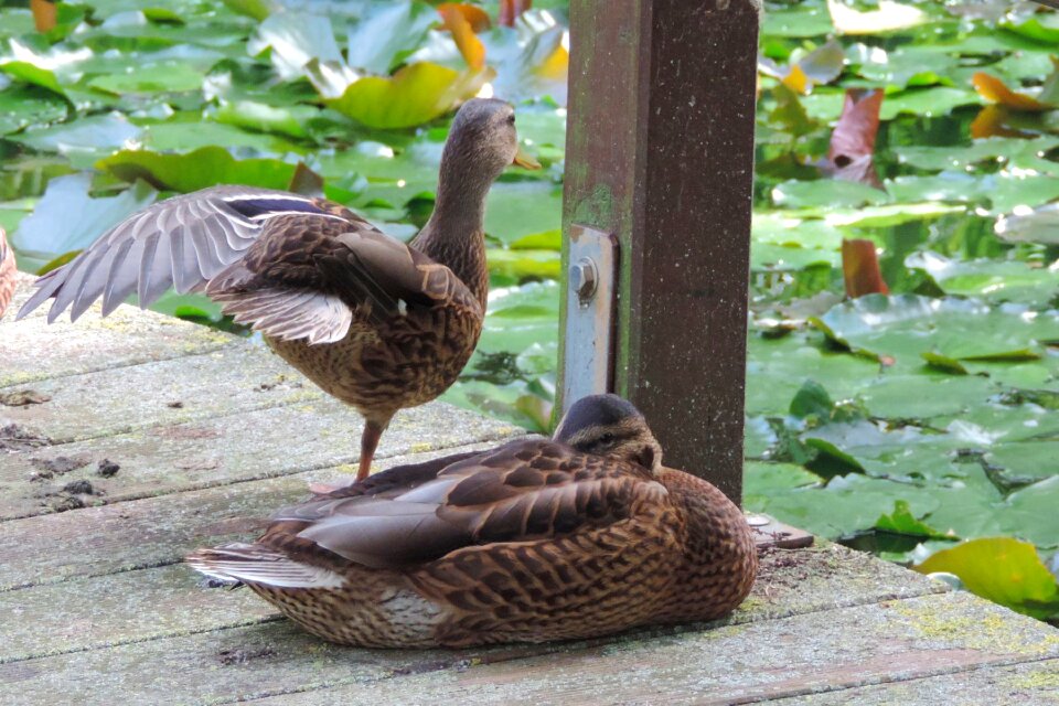 Animal bird pond