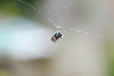 Insect macro beetle