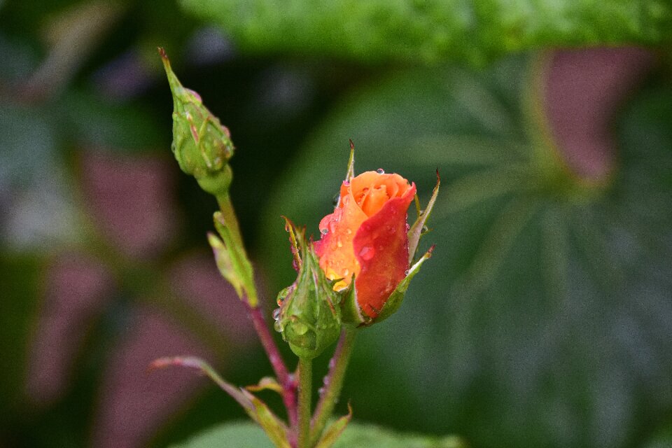 Nature spring garden