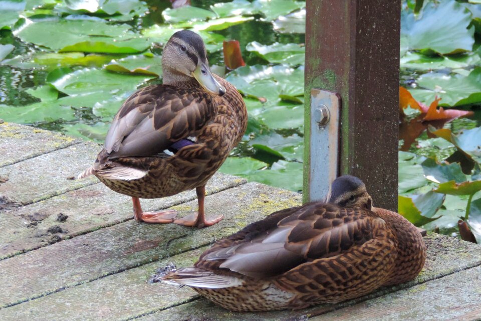 Animal bird pond