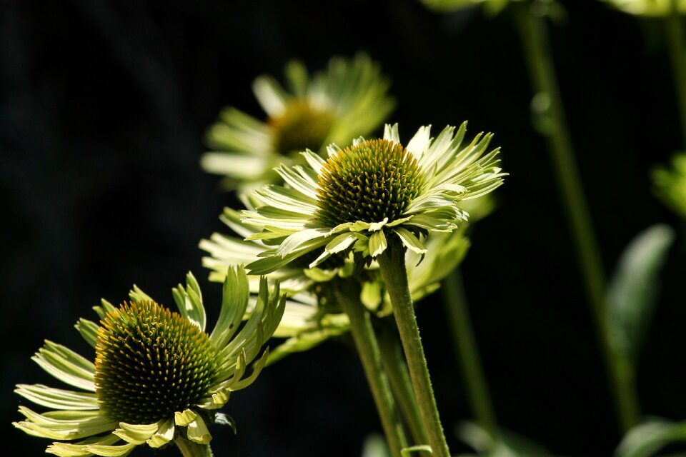 Echinacea purpurea close up composites