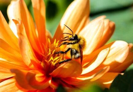 Insect bee blossom photo