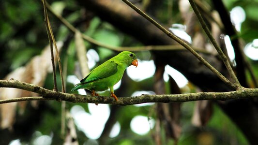 Avian bird parakeet