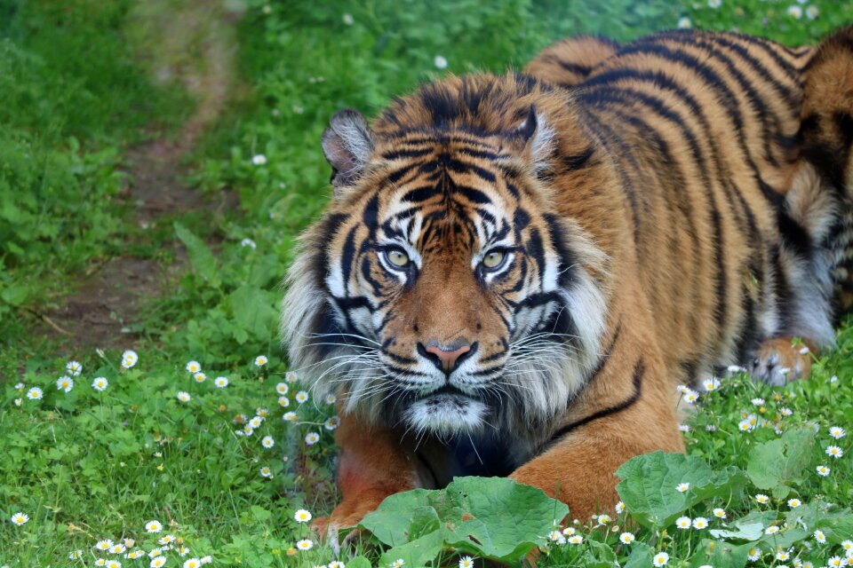 Feline predator nature