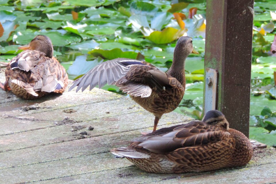 Animal bird pond