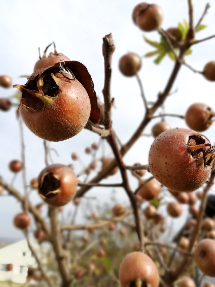 Autumn plant medlar