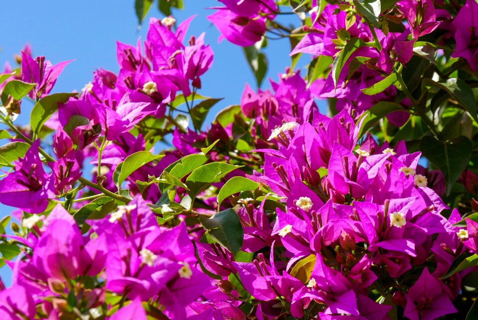 Exotic flowers bush photo