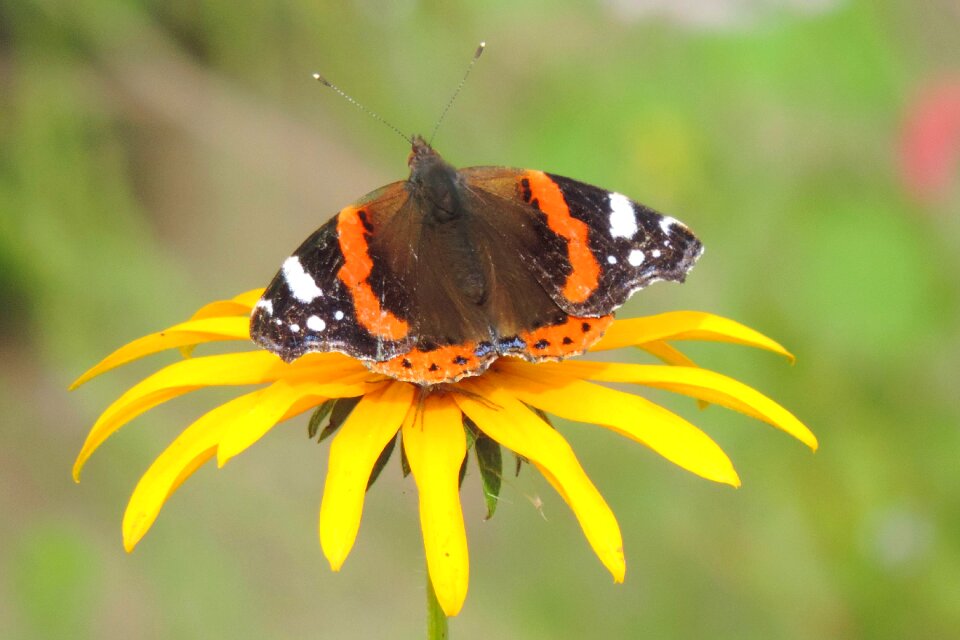 Insect butterfly animal