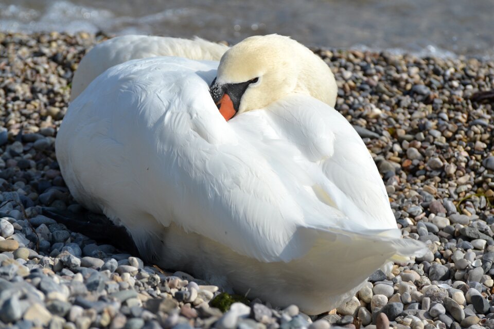 Nature water plumage