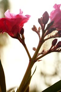 Summer season beautiful