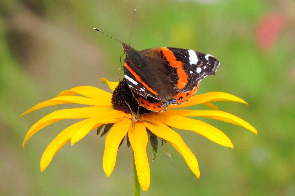 Nature insect Free photos