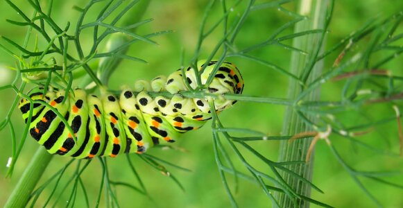 Caterpillar dovetail close up photo