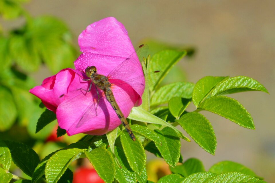 Leaf flower plant