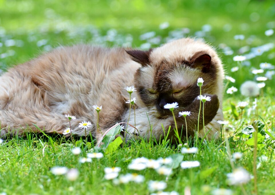 Mieze british shorthair cat thoroughbred