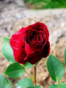 Rose close up flower photo