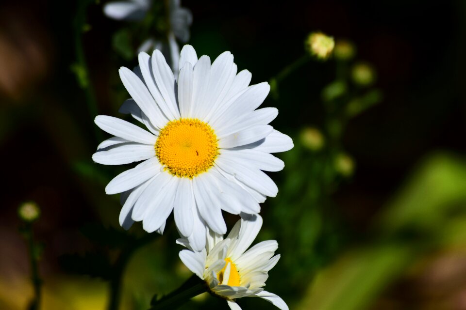 Daisy flower ornamental plant blossom