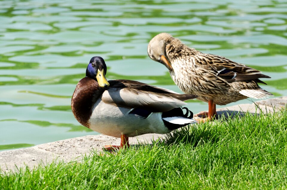 Rush bird animals photo