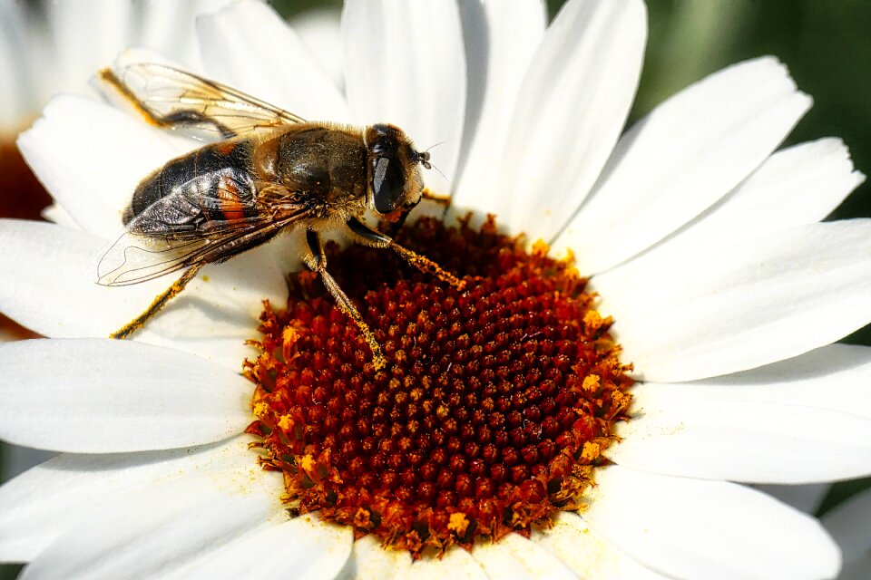 Flower honey pollen