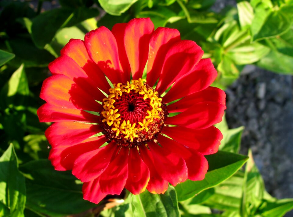 Zinnia close up flower