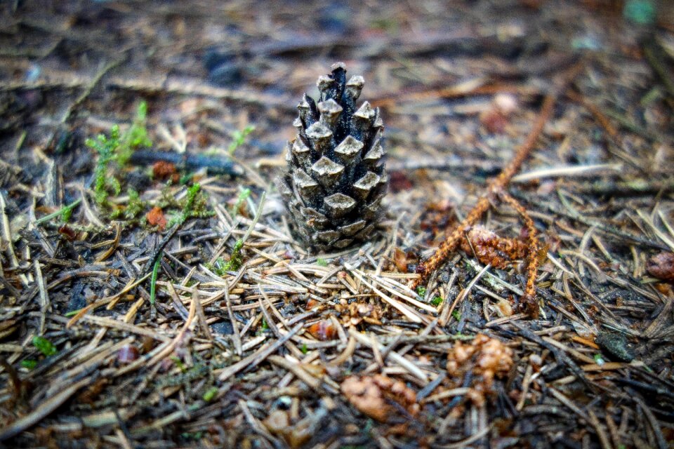 Fir tree needles brown