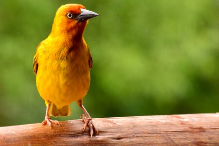 Colourful weaver yellow