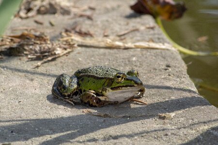 Nature pond animal photo