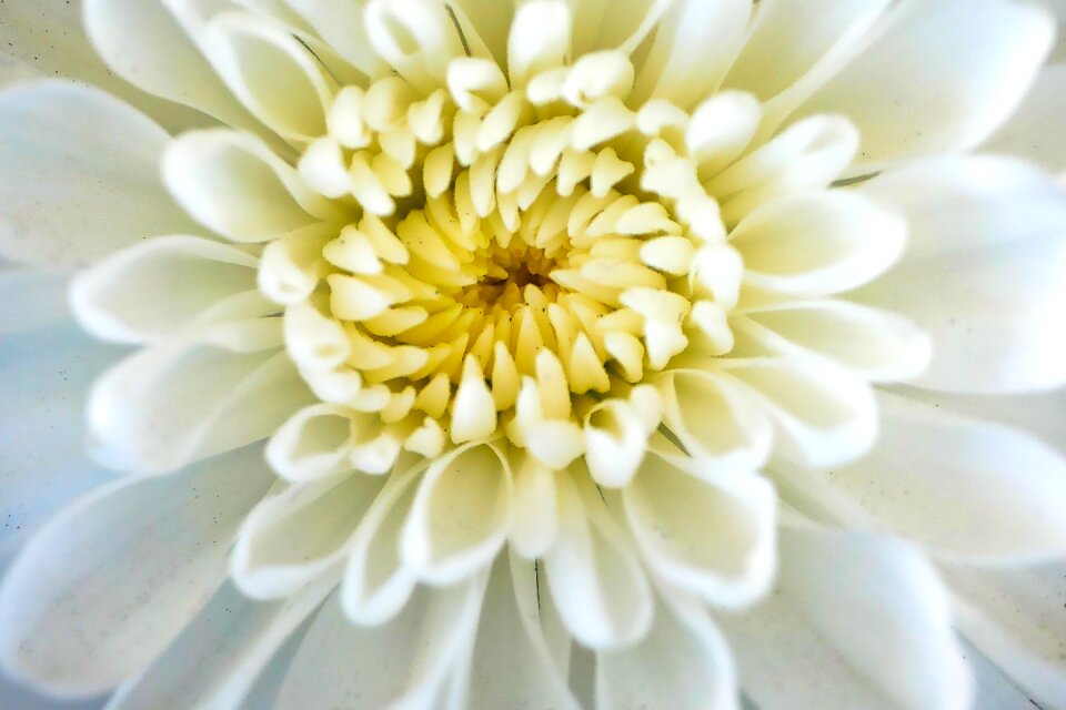 Petal floral garden