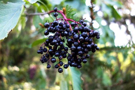Fruit holler berry plant