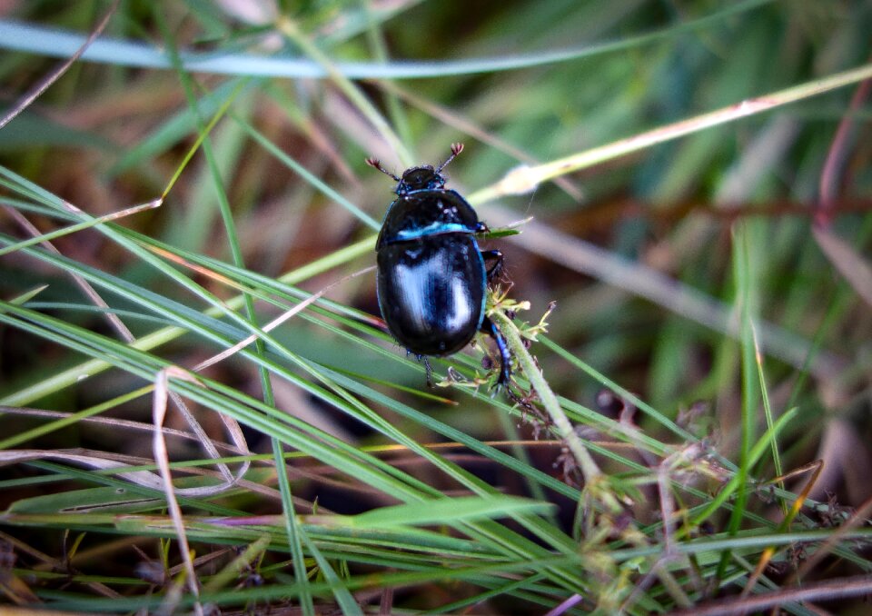 Forest beetle close up macro