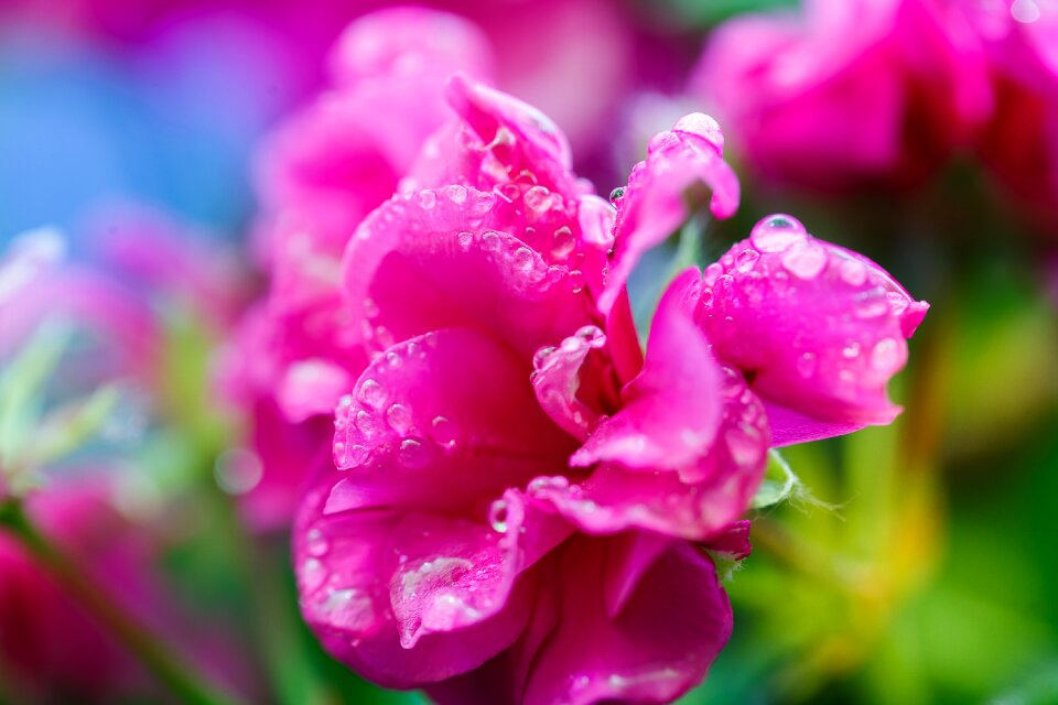 Macro rosa rain