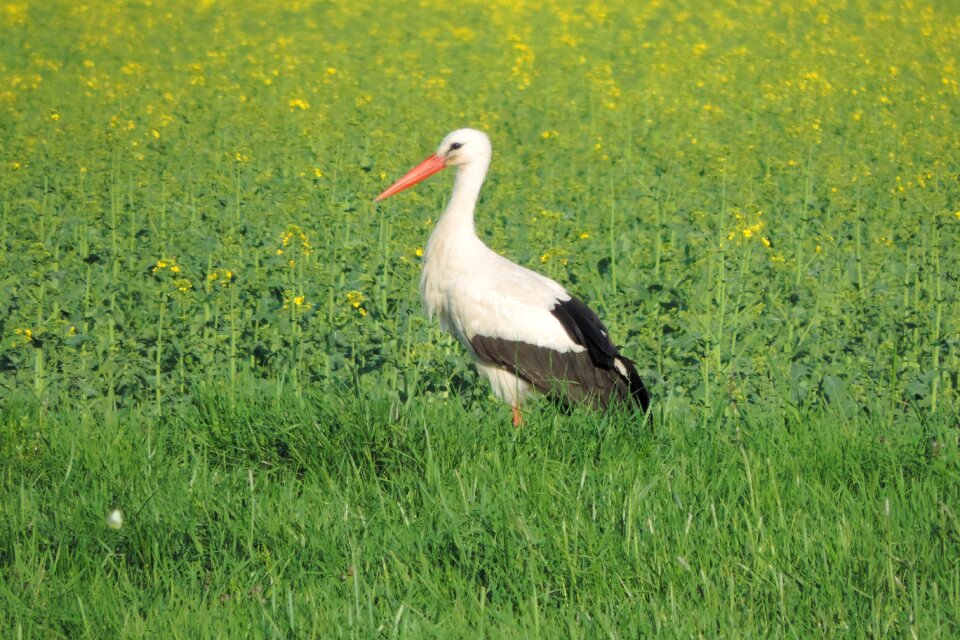 Grass animal world bird