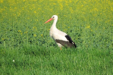 Grass animal world bird