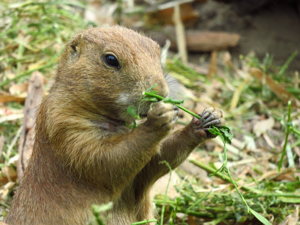 Nature animal world of rodents