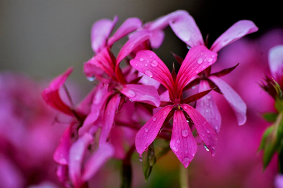 Blossom bloom nature